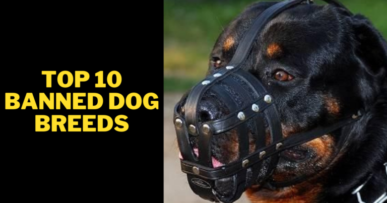 Top 10 Banned Dog Breeds