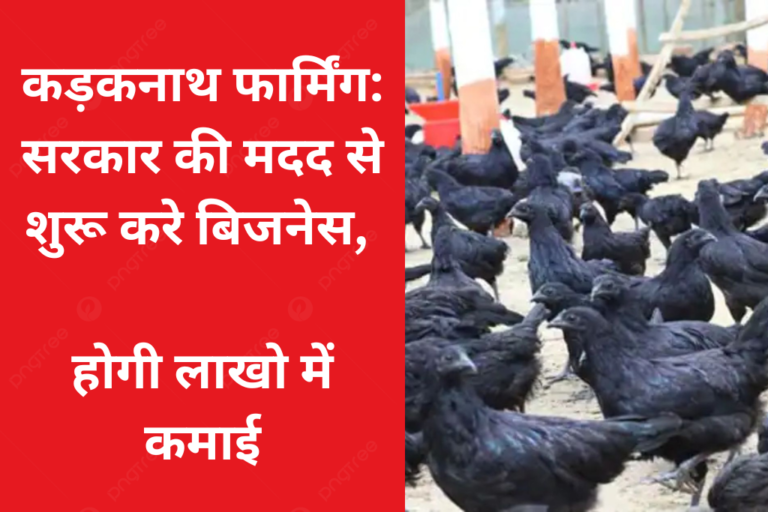 Kadaknath Chicken Farming : सरकार की मदद से शुरू करे बिजनेस, होगी लाखो में कमाई