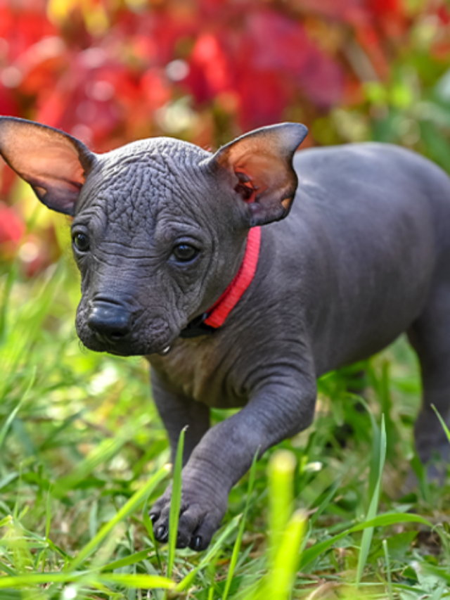 10 Best Hairless Dog Breeds