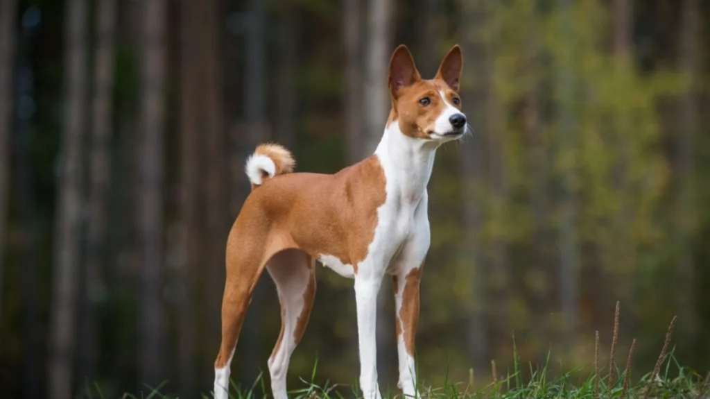 Top 10 Dog Breeds That Can Be Left Alone