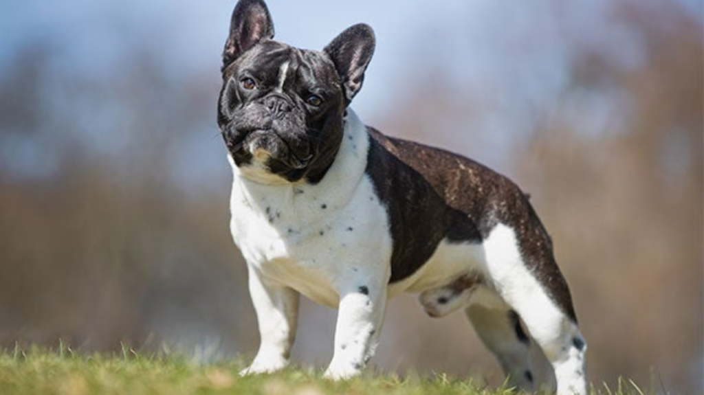 Top 10 Dog Breeds That Can Be Left Alone