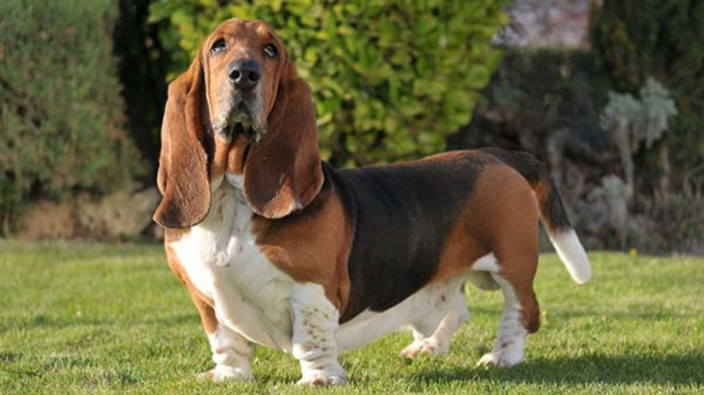 Top 10 Dog Breeds That Can Be Left Alone