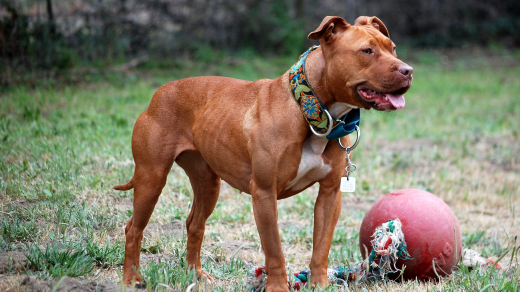 most dangerous dog breeds