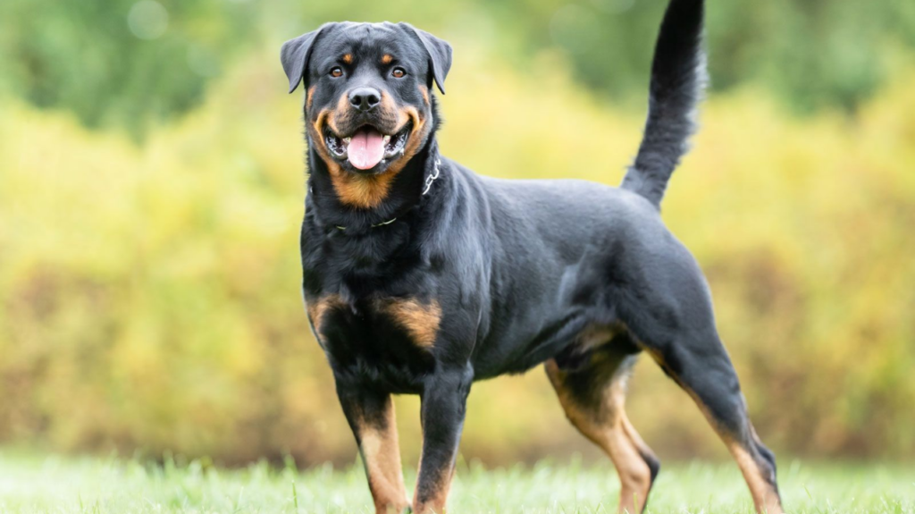 most dangerous dog breeds