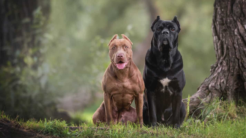 Cane Corso vs. Pitbull