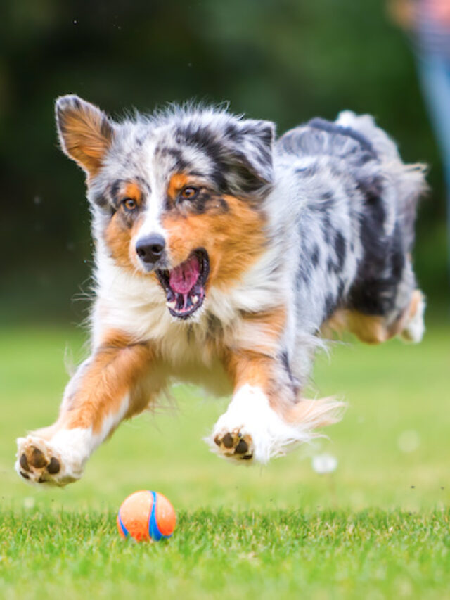 10 Most HYPER Dog Breeds