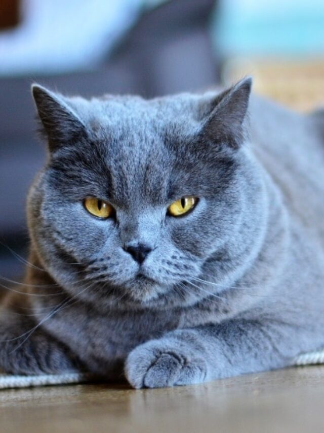 10 Blue Colored Cat Breeds