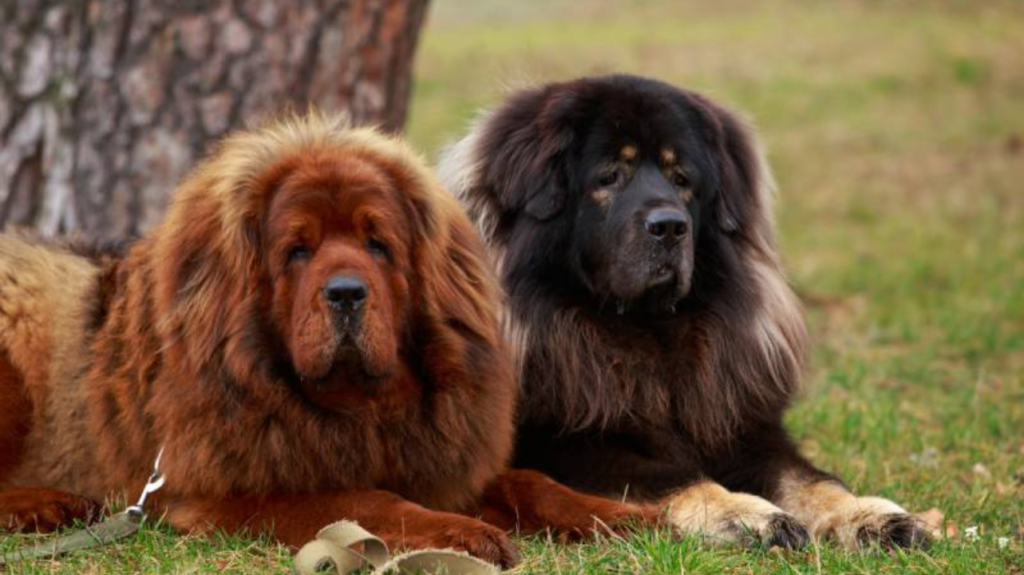 Tibetan Mastiff