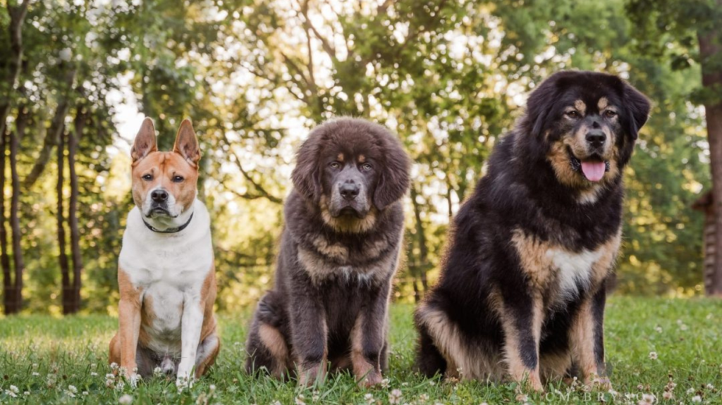 Tibetan Mastiff