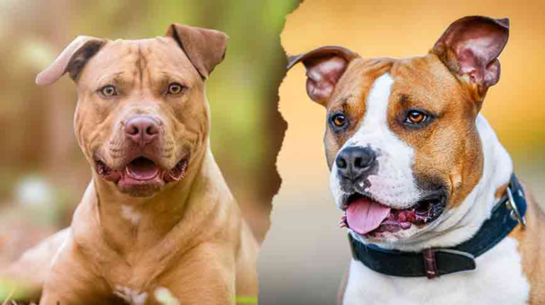 American Staffordshire Terrier vs Pitbull