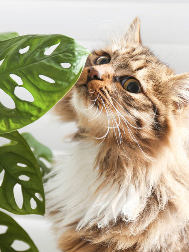 10 Plants Toxic to Cats